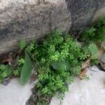 Galium murale Folla