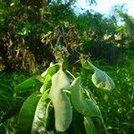 Pisonia artensis Leaf