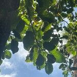 Ficus nymphaeifolia 葉