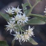 Gymnanthemum amygdalinum Blüte