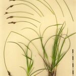 Carex ericetorum Іншае