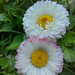 Bellis perennis Flower