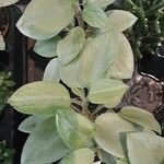 Peperomia serpens Leaf