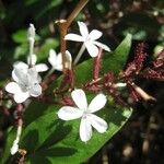 Plumbago zeylanica Flower