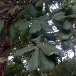 Quercus rugosa Leaf