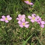 Sabatia campestris Alkat (teljes növény)