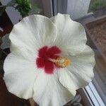 Hibiscus syriacusFlower