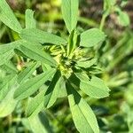 Medicago sativa ഇല