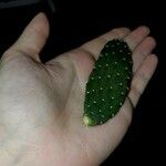 Consolea rubescens Hoja