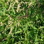 Persicaria hydropiperBark