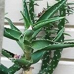 Aloe ciliaris Folha