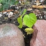 Catalpa ovataLapas