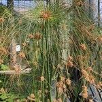 Cyperus papyrus Flower
