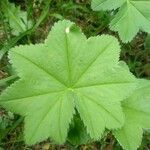 Alchemilla glaucescens Лист