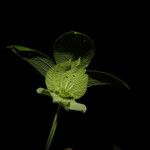 Dalechampia scandens ᱛᱟᱦᱮᱸ