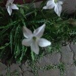 Nicotiana longiflora Кветка