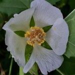 Kitaibelia vitifolia Flower
