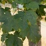 Acer heldreichii Leaf