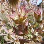 Salvia aethiopis Fruit