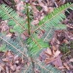 Abies alba Blad