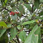 Cotoneaster frigidus Hábitos