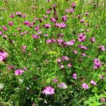 Dianthus carthusianorum Habit