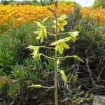 Bulbine bulbosa 花