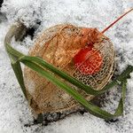 Physalis alkekengi Fruto