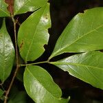 Inga sertulifera Leaf