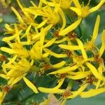 Senecio ovatus Flower