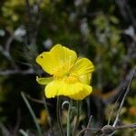 Ranunculus gramineusBlomma