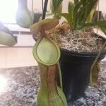 Nepenthes mirabilis Autre