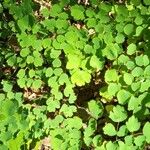 Thalictrum dioicum Folio