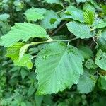 Alnus incana पत्ता