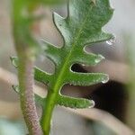 Murbeckiella pinnatifida Leaf