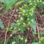 Lasiacis ligulata Fruit
