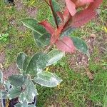 Photinia fraseri葉