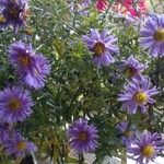 Aster amellusЦвят