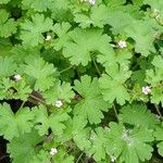 Geranium rotundifolium 形态