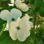 Cornus florida Flor