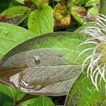 Clematis integrifolia पत्ता