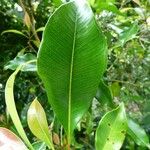 Syzygium aromaticum Leaf