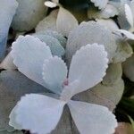 Kalanchoe pumila Hoja