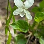 Viola blanda ফুল