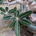 Pachypodium rosulatum Leaf