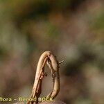 Salicornia perennis Anders