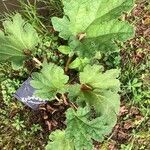 Gunnera tinctoriaList