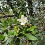 Clusia criuva Flor