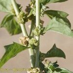 Atriplex rosea മറ്റ്