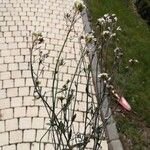 Arabidopsis thalianaFlower